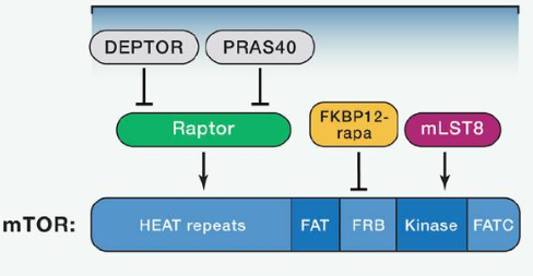 mTORC1由mTOR、Raptor和mLST8以及非核心组件PRAS40和Deptor组成