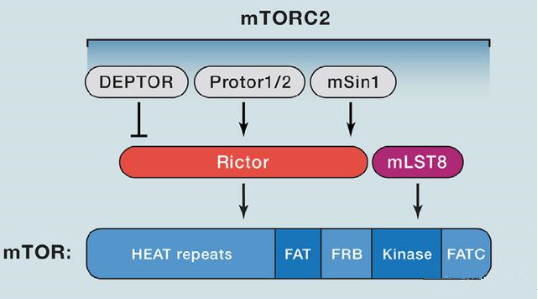 mTORC2的组成蛋白主要有Rictor、mSin1、mSLT8和Protor等