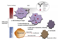 浅析：ADC药物的抗癌之路
