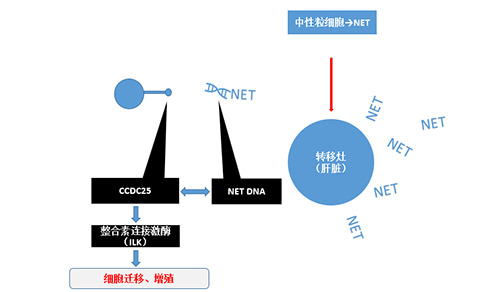 除了单纯的捕获，NET DNA与CCDC-25的结合还增强了癌细胞的侵袭行为，促进了癌症的肝转移。