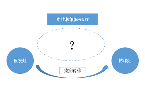 NET可能会通过某些方式“捕获”或“唤醒”癌细胞，从而造成癌细胞的迁移。