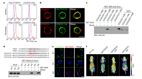 NET  DNA并非随机捕获癌细胞，而是与癌细胞的CCDC-25产生了特异性结合