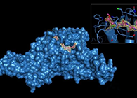 Science重磅！一种“分子剪刀”如何成为COVID-19药物的重要靶标？