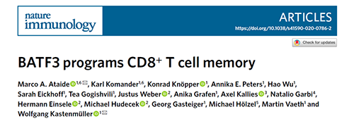 Nature：BATF3改善T细胞记忆应答，有望改善免疫疗法的疗效