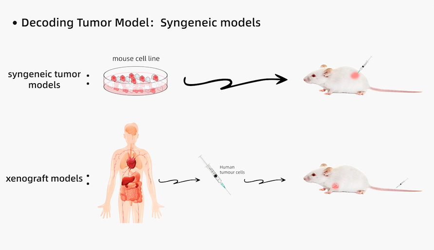 解码肿瘤模型研究：同源肿瘤移植模型