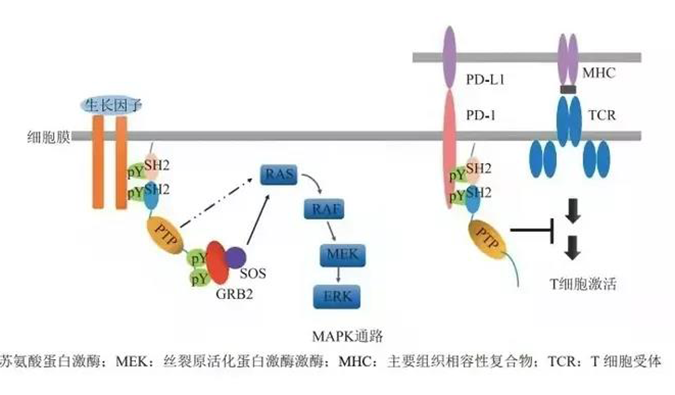 晚期恶性肿瘤患者的福音，SHP2变构抑制剂RG001片获批临床.png