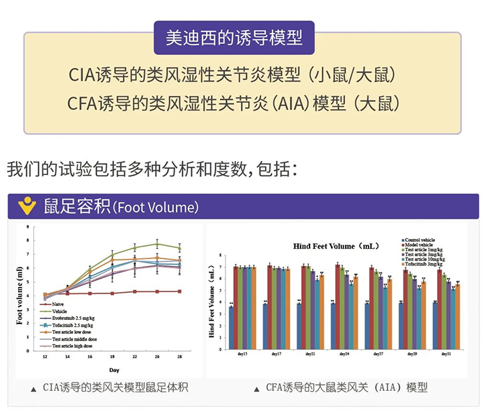 尊龙凯时人生就博官网登录,ag尊龙凯时，尊龙凯时诱导的类风湿性关节炎模型-1.png