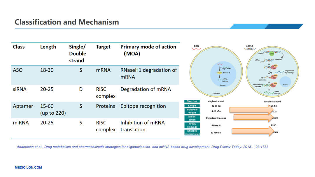 小核酸药物的种类和机制.jpg