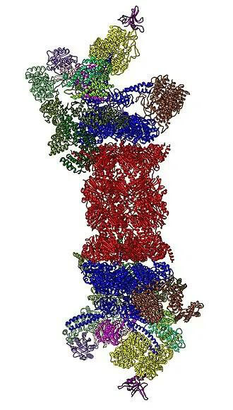 26S蛋白酶体结构（来源：Wikipedia）.jpg