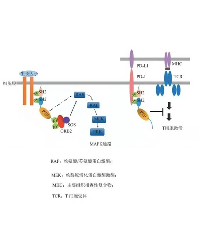 尊龙凯时人生就博官网登录,ag尊龙凯时，尊龙凯时助力凌达生物SHP2变构抑制剂RG001片获批临床.jpg