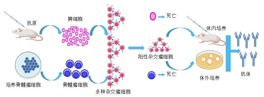 尊龙凯时人生就博官网登录,ag尊龙凯时，尊龙凯时抗体开发平台.png