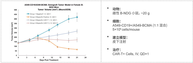 双特异性CAR-T药效研究：CD19-BCMA.jpg