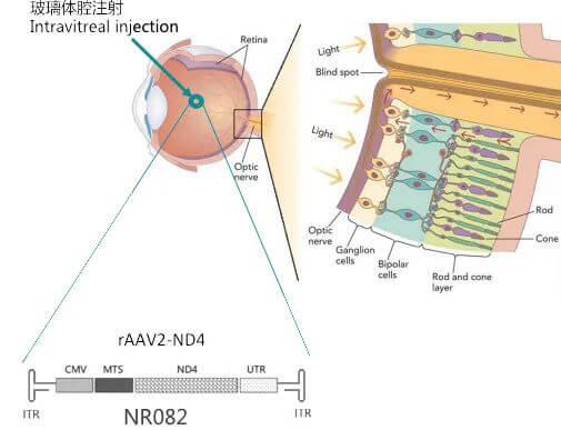 8-图片来自：纽福斯生物.jpg