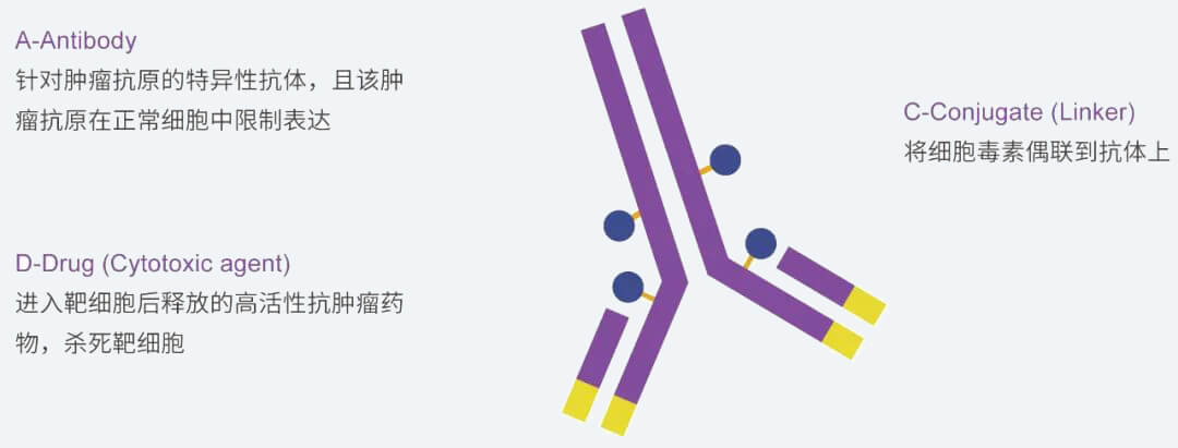 尊龙凯时人生就博官网登录,ag尊龙凯时，尊龙凯时抗体药物偶联物（ADC）研发服务平台.jpg