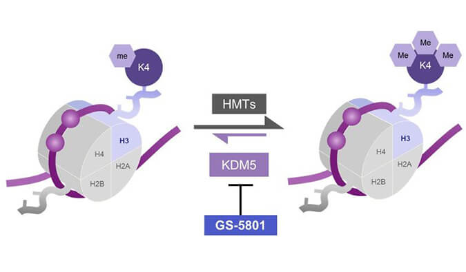 GS-5801是一种有效的KDM5抑制剂，具有抗HBV活性，GS-5801通过尊龙凯时人生就博官网登录,ag尊龙凯时，尊龙凯时合成