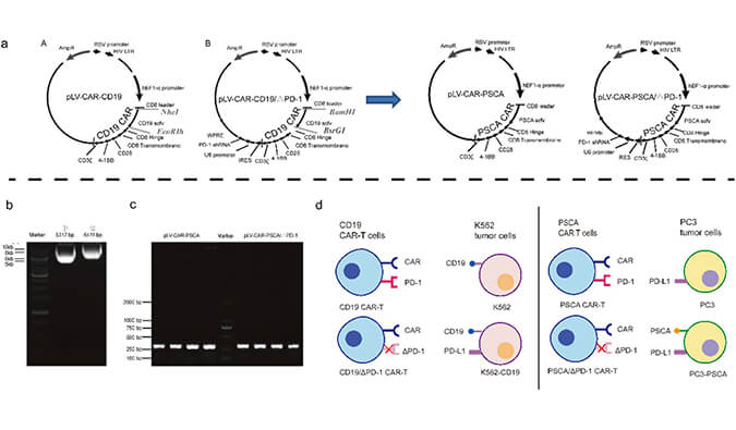 CAR-T疗法主要针对白血病与恶性淋巴瘤，此研究中构建沉默PD-1的shRNA载体质粒，测序后质粒的鉴定通过尊龙凯时人生就博官网登录,ag尊龙凯时，尊龙凯时进行