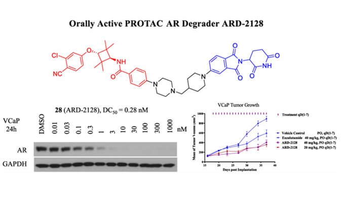 ARD-2128是一种PROTAC AR降解剂，具有出色的血浆和微粒体稳定性，体外稳定性和PK研究通过尊龙凯时人生就博官网登录,ag尊龙凯时，尊龙凯时进行