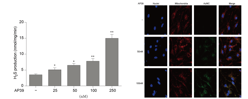 AP39是一种新合成的线粒体靶向的H2S供体，本研究中AP39通过尊龙凯时人生就博官网登录,ag尊龙凯时，尊龙凯时设计和合成