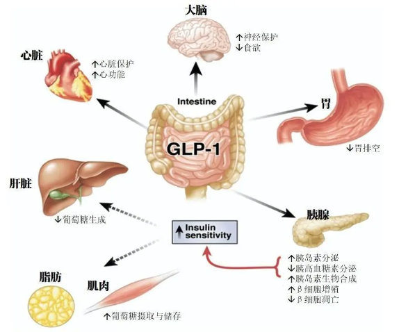 时代变了！GLP-1让打针吃药也能减肥成为现实