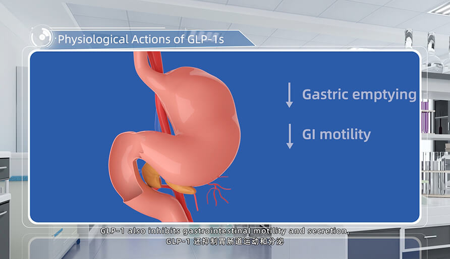 GLP-1s 的生理作用