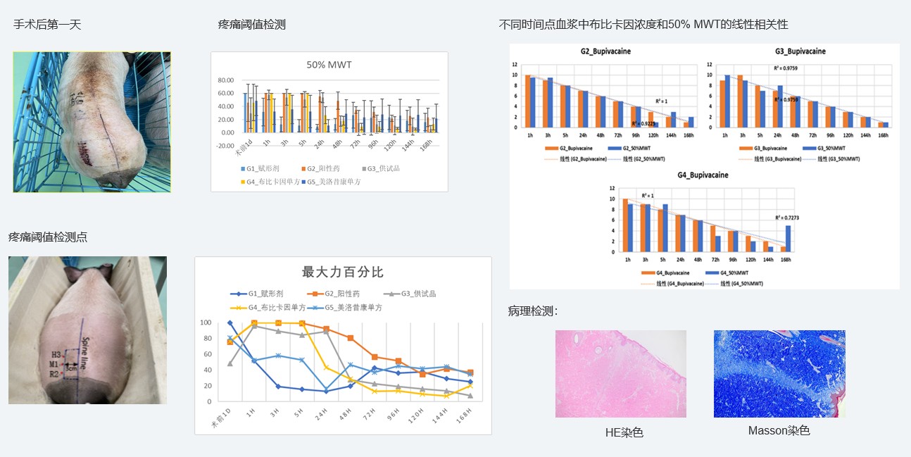 案例1：复方制剂对巴马小型猪术后急性疼痛模型的镇痛试验.jpg